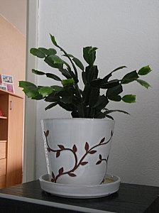 Dans la vie, il y a des Cactus ... de Pâques Cactus de Paques (2011)