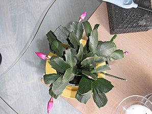 Dans la vie, il y a des Cactus ... de Pâques Cactus de Paques (2010)