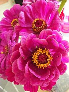Des fleurs qui mettent du baume au coeur 224500 145059358909282 100002156563211 281899 4281391 n