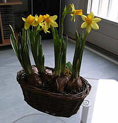 Des fleurs qui mettent du baume au coeur Sans-titre.png