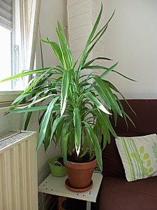 Un petit arbre qui a tout d'un grand 100_2027.JPG