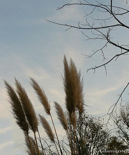 Contempler le ciel en nous... herbe-pampa-ciel72.jpg