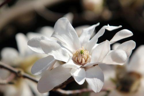 Magnolia 'Ballerina' gb 25 mars 2012 027.jpg