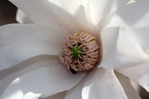 Magnolia 'Ballerina' gb 25 mars 2012 032.jpg