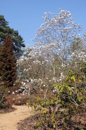 Magnolia 'Ballerina' 1 magnolia ballerina gb 25 mars 2012 052.jpg