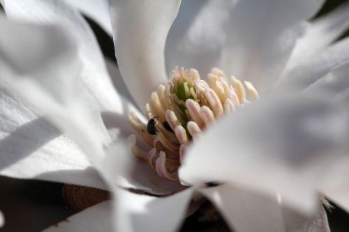 Magnolia 'Ballerina' gb 25 mars 2012 045.jpg