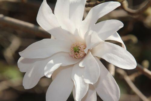 Magnolia 'Ballerina' 2 magnolia loebneri ballerina gb 25 mars 2012 024.jpg