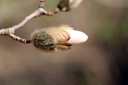 Magnolia 'Ballerina' gb 25 mars 2012 050.jpg