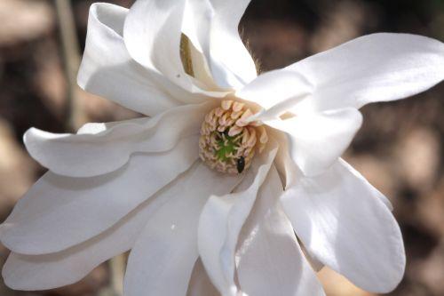 Magnolia 'Ballerina' gb 25 mars 2012 034.jpg