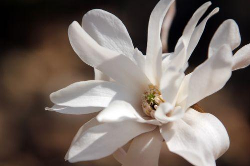 Magnolia 'Ballerina' gb 25 mars 2012 025.jpg
