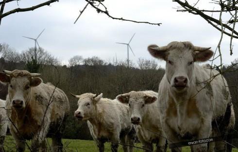 Bretagne : l’éolien fournit 50% de la production totale en 2011 !!