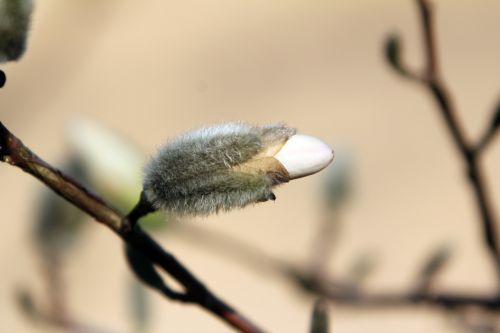 Magnolia stellata 5 gb 25 mars 2012 089.jpg