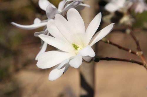 Magnolia stellata 4 gb 25 mars 2012 087.jpg