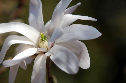 Magnolia stellata 3 gb 25 mars 2012 088.jpg