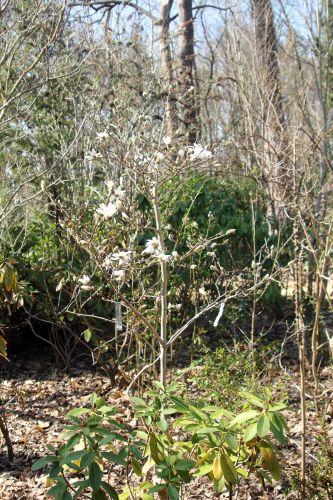Magnolia stellata 1 gb 25 mars 2012 090.jpg