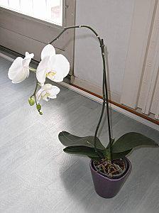 L'Orchidée, le must-have du moment Orchidée Phalaenopsis (2009)