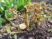 Rosier_Charles de Gaulle_2 Rosier_Charles de Gaulle_2