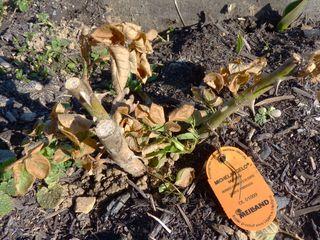 Rosier-Michel Angello Rosier-Michel Angello