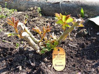 Rosier_Michel Angello_2 Rosier_Michel Angello_2