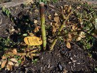 Rosier-Charles de Gaulle Rosier-Charles de Gaulle