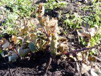 Rosier-Eddy Mitchell Rosier-Eddy Mitchell