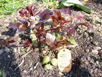 Rosier_Eddy Mitchell_2 Rosier_Eddy Mitchell_2