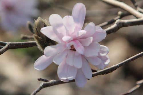 Magnolia stellata, version rose 1 gb 25 mars 2012 057.jpg