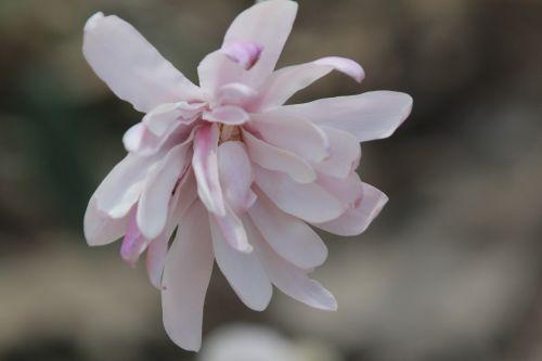 Magnolia stellata, version rose 2 gb 25 mars 2012 058.jpg