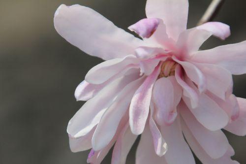 Magnolia stellata, version rose 4 gb 25 mars 2012 062.jpg