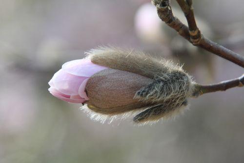 Magnolia stellata, version rose 5 gb 25 mars 2012 061.jpg