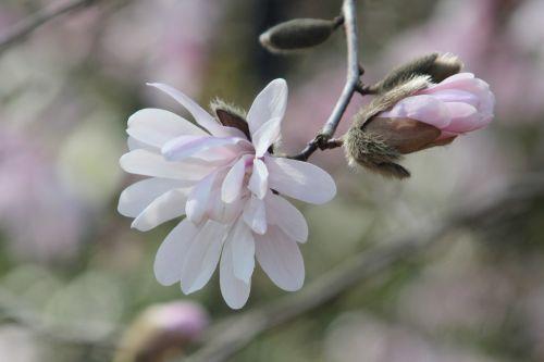Magnolia stellata, version rose 3 gb 25 mars 2012 060.jpg