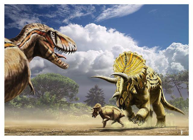 triceratops competition sexuelle dinosaure triceratops competition sexuelle dinosaure