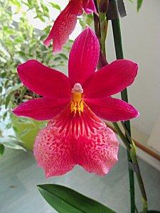 Autre espèce d'orchidée, la Cambria Cambria 'Nelly Isler' (2012)