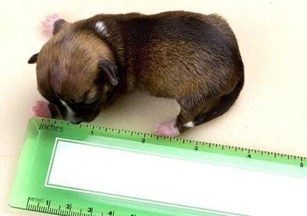 Beyonce, le chien le plus petit du monde Le chien le plus petit du monde