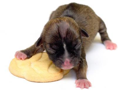 Beyonce, le chien le plus petit du monde Le chien le plus petit du monde