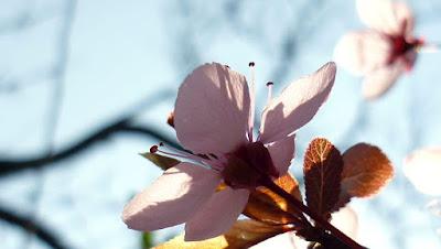 Japonisme : mono no aware 物の哀れ, l'indicible beauté de l'éphémère Japonisme : mono no aware 物の哀れ, l'indicible beauté de l'éphémère