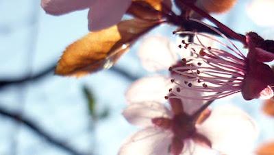 Japonisme : mono no aware 物の哀れ, l'indicible beauté de l'éphémère Japonisme : mono no aware 物の哀れ, l'indicible beauté de l'éphémère