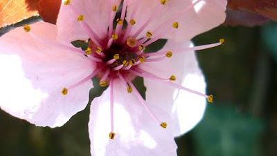 Japonisme : mono no aware 物の哀れ, l'indicible beauté de l'éphémère Japonisme : mono no aware 物の哀れ, l'indicible beauté de l'éphémère