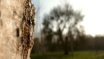 Japonisme : mono no aware 物の哀れ, l'indicible beauté de l'éphémère Japonisme : mono no aware 物の哀れ, l'indicible beauté de l'éphémère