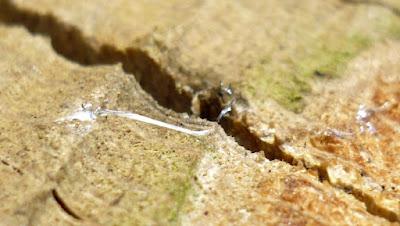 Japonisme : mono no aware 物の哀れ, l'indicible beauté de l'éphémère Japonisme : mono no aware 物の哀れ, l'indicible beauté de l'éphémère