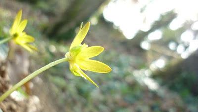 Japonisme : mono no aware 物の哀れ, l'indicible beauté de l'éphémère Japonisme : mono no aware 物の哀れ, l'indicible beauté de l'éphémère