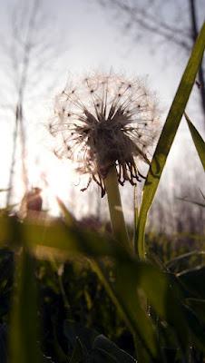 Japonisme : mono no aware 物の哀れ, l'indicible beauté de l'éphémère Japonisme : mono no aware 物の哀れ, l'indicible beauté de l'éphémère