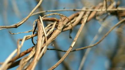 Japonisme : mono no aware 物の哀れ, l'indicible beauté de l'éphémère Japonisme : mono no aware 物の哀れ, l'indicible beauté de l'éphémère