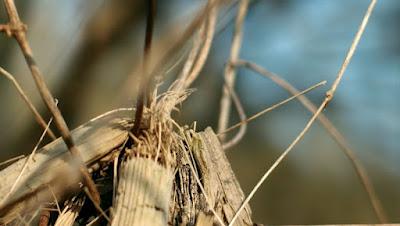 Japonisme : mono no aware 物の哀れ, l'indicible beauté de l'éphémère Japonisme : mono no aware 物の哀れ, l'indicible beauté de l'éphémère