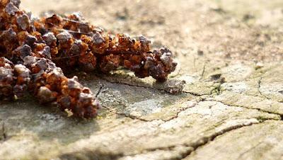 Japonisme : mono no aware 物の哀れ, l'indicible beauté de l'éphémère Japonisme : mono no aware 物の哀れ, l'indicible beauté de l'éphémère