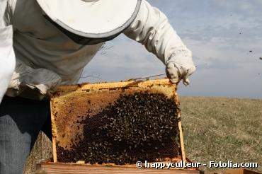Déclin des abeilles : le pesticide Cruiser OSR mis en cause