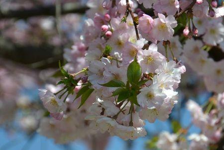 H A N A M I ! ! ! DSC_4761