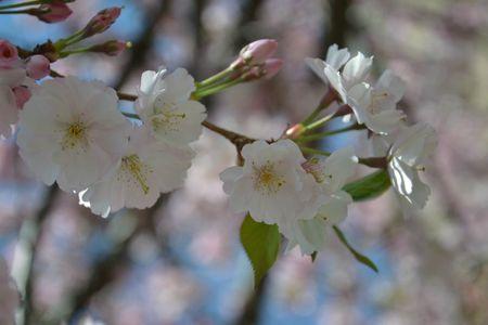 H A N A M I ! ! ! DSC_4767