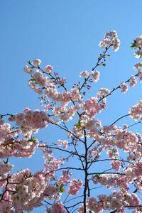 H A N A M I ! ! ! DSC_4776