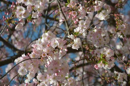 H A N A M I ! ! ! DSC_4758